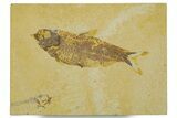 Detailed Fossil Fish (Knightia) - Wyoming #373839-1